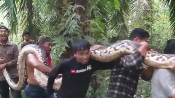 Penampakan Ular Raksasa Berbobot 200 Kg Panjang 8 Meter Ditemukan di Pelalawan Riau