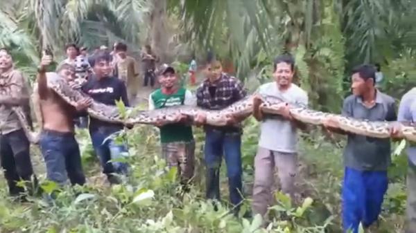 Ular raksasa Temuan ular raksasa di dalam parit berisi penuh air menghebohkan warga Pelalawan, Riau, Sabtu (7/1/2023). (Foto: Muhammad Yusuf).