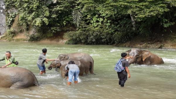 surga tersembunyi di Tangkahan Sumut, Pemandian Gajah Tangkahan (Foto: Instagram/Adychandra79)