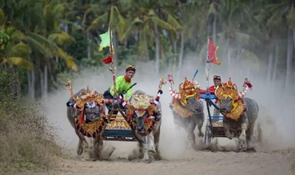 Makepung Jembrana Makepung, atau balapan kerbau di Jembrana, Bali kini menjadi ajang perlombaan dan atraksi wisata. (Foto: Instagram @theudaya)