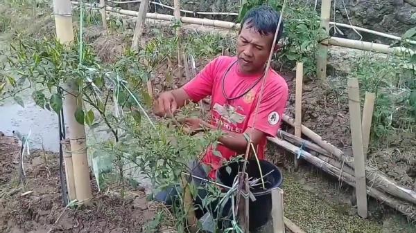 Belasan Hektare Tanaman Cabai Busuk Diserang Hama Patek, Petani di Subang Rugi Puluhan Juta