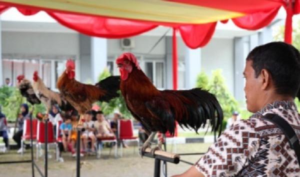 Mengenal Ayam Kukuak Balenggek Kebanggaan Minangkabau yang Bersuara Merdu -  Bagian 2