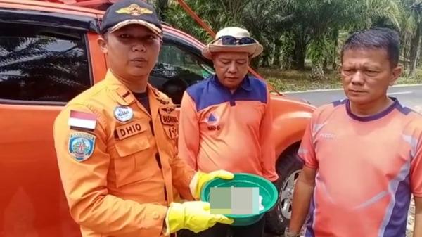Ginjal korban ditermak buaya Ginjal milik korban yang diterkam buaya di Pasaman Barat, Sumbar (Ari Yohanas/iNews.id)