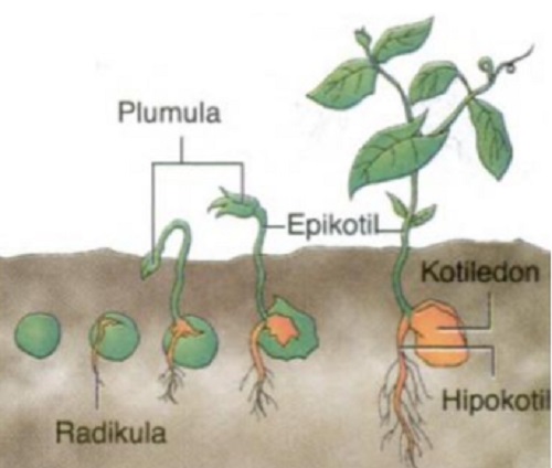 Gambar Hipogeal Gambar Hipogeal (Sumber gambar : buku Biologi 3, terbitan Esis)