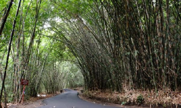 Hutan bambu di Desa Penglipuran Bali berfungsi sebagai pelindung desa. (Foto: Wonderful Indonesia)