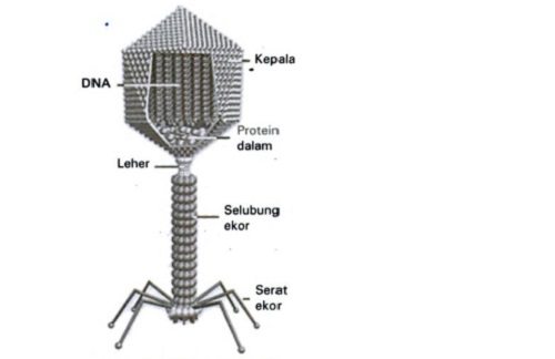 Ilustrasi Daur Litik (gambar : Buku Biologi Interaktif untuk SMA/MA)