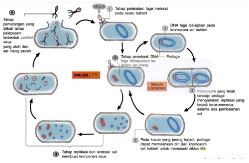 Ilustrasi Daur Litik 2 Ilustrasi daur litik (gambar : Buku Biologi SMA dan MA untuk kelas X)