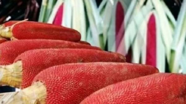 Manfaat buah merah Papua untuk mengobati berbagai penyakit hingga meningkatkan libido laki-laki. (Foto : Antara)