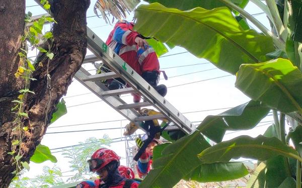 Nelayan Dievakuasi dari Atas Pohon di Tambora, Ternyata Ngefly Habis Konsumsi Sabu dan Miras