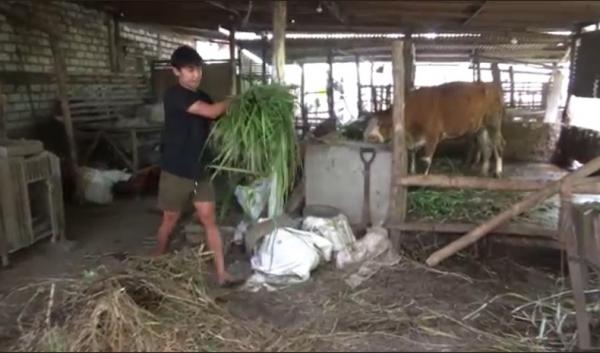 Dian Adiansyah memberikan makan sapi di kandang. (Agus Ismanto).