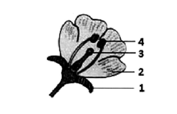 Contoh soal AKM SMP kelas 9 beserta jawabannya