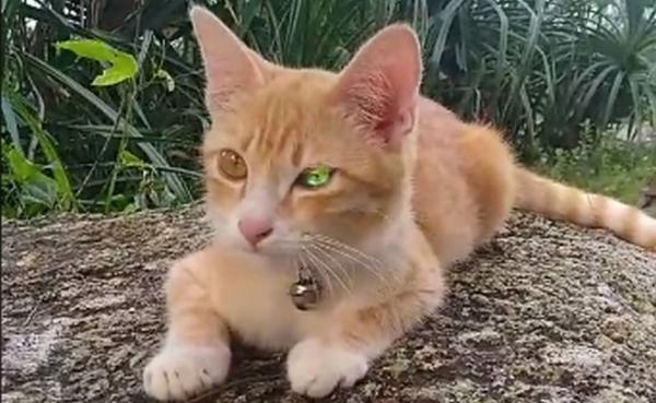 Viral Kucing Punya Mata Berkilau seperti Berlian, Netizen Kaitkan dengan Keberuntungan