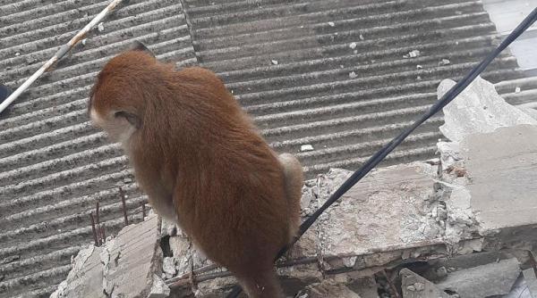 Monyet Peliharaan Lepas di Perkampungan, Damkar Jakbar Turun Tangan 