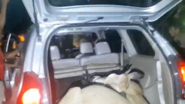 Tangkap Komplotan Pencuri Ternak di Agam, Polisi Temukan Sapi di Jok Belakang Mobil