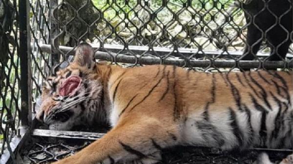 Harimau Masuk Perangkap di Hutan Simpali Aceh, Ada Bekas Luka di Pipi