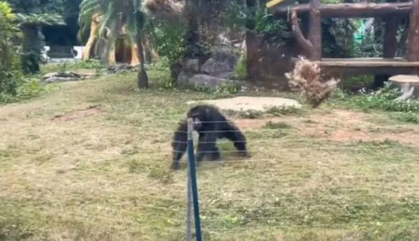 Viral, Kesal Dilempar Botol Simpanse Ini Balas Timpuk Pengunjung Kebun Binatang sampai Luka
