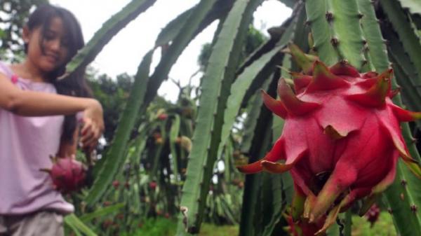 petik buah naga Malang. (foto:ngalam).