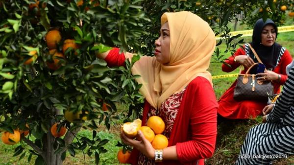 Petik jeruk Batu. (foto: kementan).