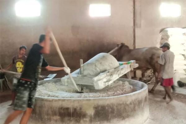 mi lethek Proses pembuatan mi lethek di Kabupaten Bantul yang masih menggunakan tenaga sapi. (Foto: MPI Yohanes Demo)