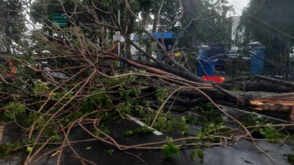 Jakarta Hujan Angin, Pohon 12 Meter Tumbang di Depan Kantor Sudinhub Jakut