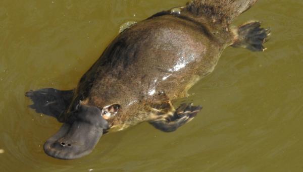 7 Makhluk Mitos yang Ternyata Ada di Kehidupan Nyata, bak Hewan dalam Film-film Fantasi