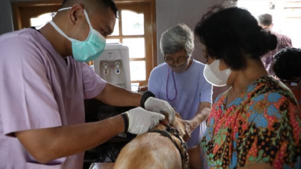 Cegah Rabies, Puluhan Kucing hingga Musang di Jaksel Disuntik Vaksin