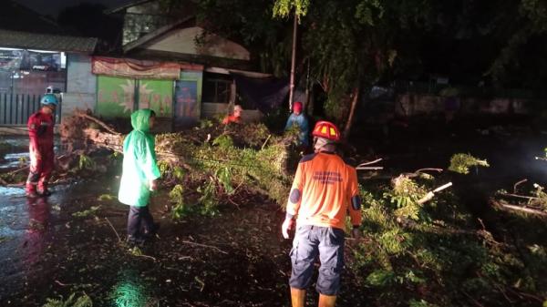 Bogor Hujan, Pohon Tumbang hingga Tutup Akses Jalan Batu Tulis