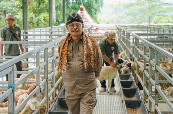 Terkesan Budi Daya Kambing di Kulonprogo, Mentan Dorong Pemenuhan Daging Nasional