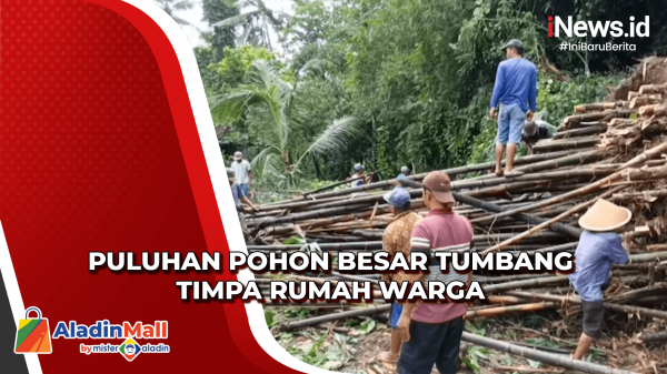 Diterjang Angin Kencang, Puluhan Pohon Besar Tumbang Timpa Rumah Warga ...