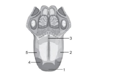 gambar : buku Soal dan Pembahasan OSN IPA SMP/MTs gambar : buku Soal dan Pembahasan OSN IPA SMP/MTs terbitan Bumi Aksara