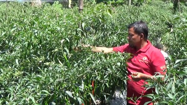 PNS inspiratif cocok tana, PNS di Aceh Barat Daya, Aceh, melakukan hal inspiratif. Pria bernama Hendri Yadi ini bertanam sayuran hingga cabai dengan memanfaatkan lahan kosong. (Erdawati/MNC Portal)