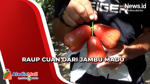 Menggiurkan, Petani di Aceh Singkil Mampu Raup Cuan hingga Puluhan Juta dari Kebun Jambu Madu