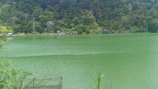 Air Tercemar, Ikan Rinuak di Danau Maninjau Langka sejak 7 Bulan