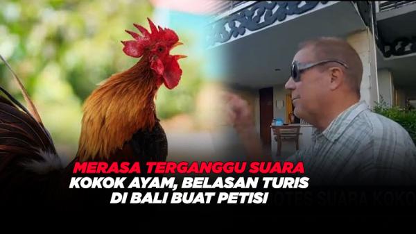 Merasa Terganggu Suara Kokok Ayam, Belasan Turis di Bali Buat Petisi