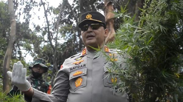 Kapolda Aceh Irjen Pol Ahmad Haydar turun langsung melakukan pemusnahan 11 hektare ladang ganja di Aceh Barat (Taufan Mustafa/MNC Portal)