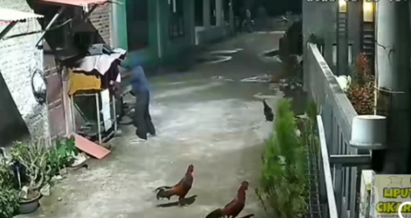 Burung Pak RT di Babelan Bekasi Raib Dicuri, Polisi Turun Tangan