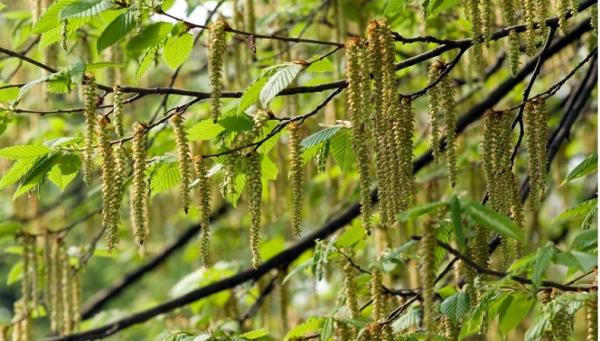 poplar Hujan cacing di China bukan cacing melainkan bunga pohon poplar. (Foto: Britanica)