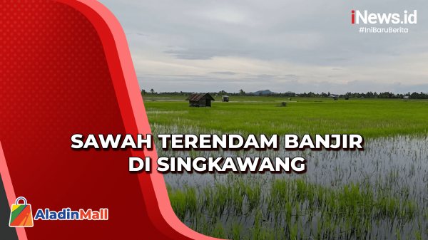 Banjir Rendam Ratusan Hektare Sawah Di Singkawang, Petani Rugi Jutaan ...