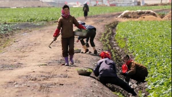 Kim Jong Un Kerahkan Ratusan Ribu Tentara Bantu Sektor Pertanian