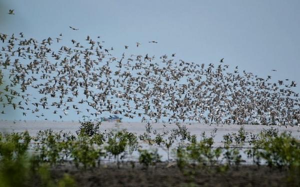 Burung migran istirahat mencari malam di Taman Nasional Sembilang. (Foto: Ist)