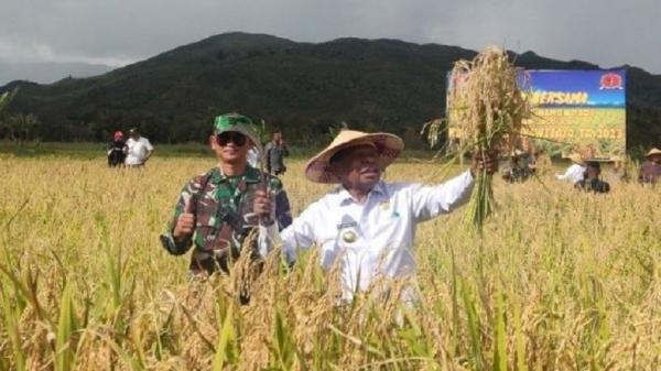 Provinsi di Pulau Papua dan Ibukotanya, Penjabat Gubernur Papua Pegunungan Nikolaus Kondomo saat panen raya padi di Kampung Helaluba Minimo, Distrik  Asolokoba, Kabupaten Jayawijaya. (Foto: Dok Humas Pemprov Papua Pegunungan)