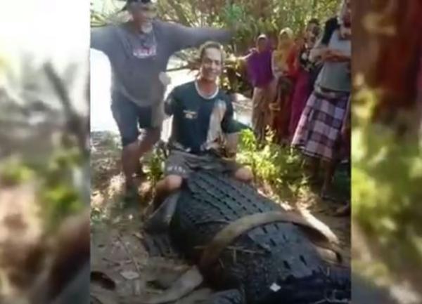 Warga menunggangi buaya raksasa yang ditangkap bersama petugas BKSDA di Lombok Tengah. (Foto: iNews/EMa Widiawati)