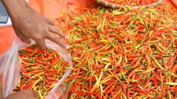 Harga Cabai Rawit Di Gorontalo Turun Jadi Rp28 000 Per Kg