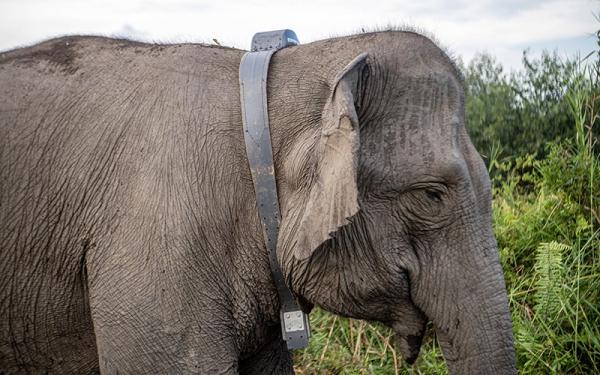 Mitigasi Konflik, Gajah Sumatera Liar Dipasang Kalung GPS