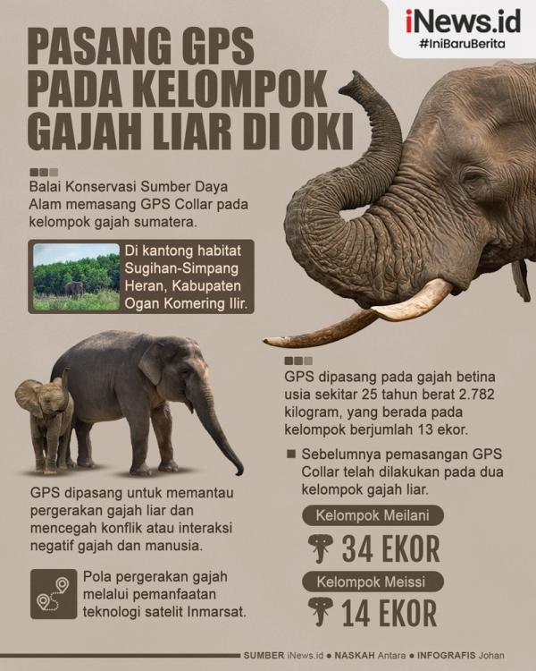 infografis_bksda_sumsel_pasang_gps_pada_gajah