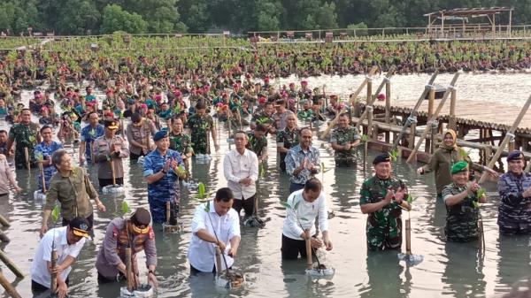 Presiden Jokowi Tanam Mangrove di Jakarta Utara bersama TNI