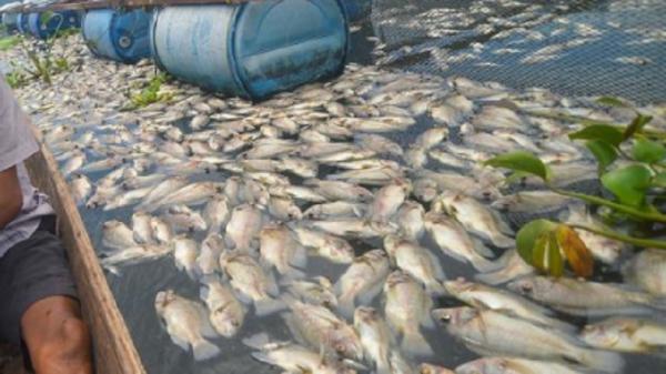 Ikan mati akibat angin kencang Sebanyak 15 ton ikan keramba jaring apung di Danau Maninjau mati akibat hujan disertai angin kencang. (Foto: Antara).