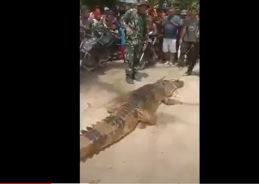 Penampakan buaya 4 meter yang menyerang ibu dan anak saat mencuci baju di sungai Kabupaten Labura. (Foto: iNews/Ikang Amanda)
