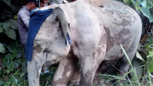 Gajah Liar di Aceh Jaya Ditemukan Terluka Parah, Tim BKSDA Terjun ke Lokasi