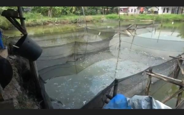 Diduga Tercemar Limbah, Ribuan Ikan di Kolam Warga Sukajadi Banyuasin Mati